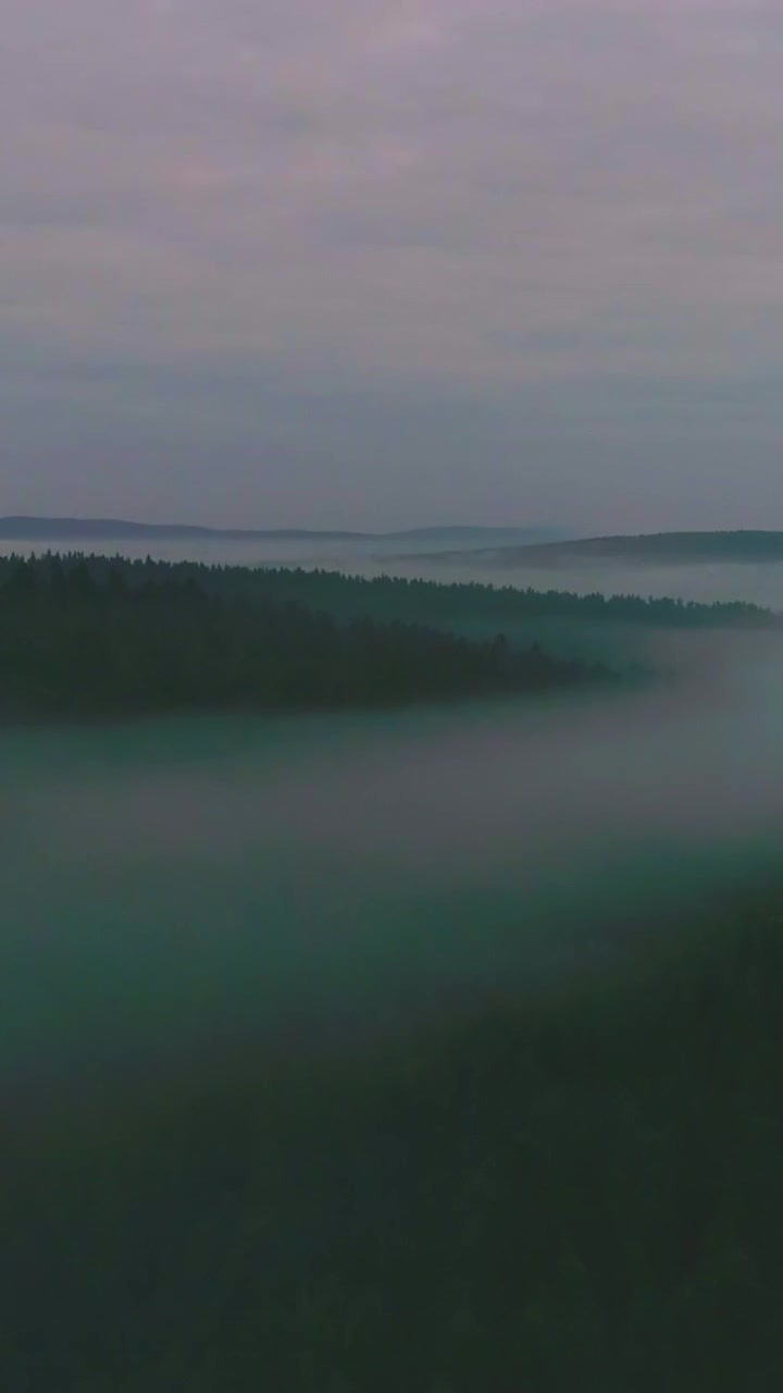 A vertical shot of a forest shrouded in fog under a cloudy sky creating a serene and mysterious