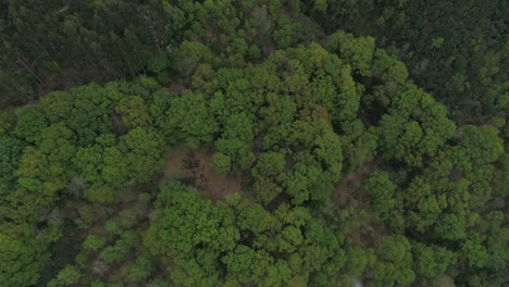 Grünes-Naturwald-Luftbild-Umweltkonzept