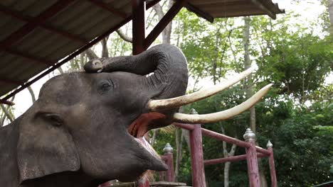 un elefante que se alimenta de comida con el tronco levantado.