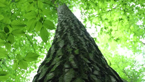 Tronco-Muy-Largo-De-Un-árbol-En-El-Bosque-De-Bialoweiza-Polonia