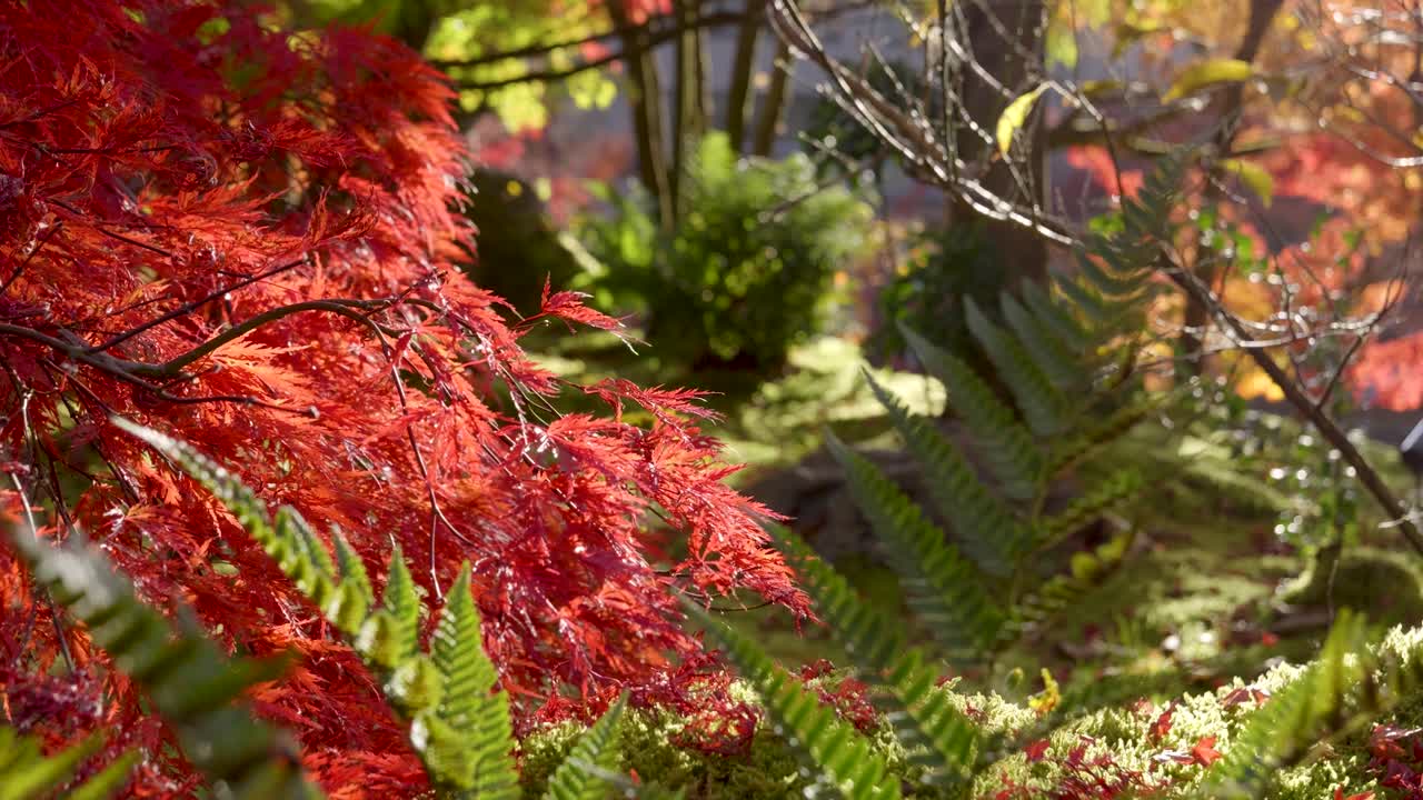 Beautiful slider over red vibrant autumn colors inside Japanese landscape garden