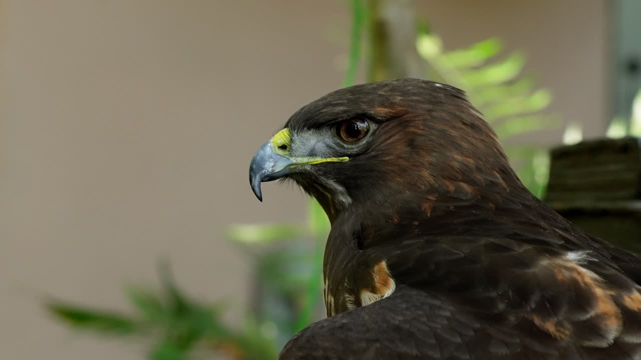 Falco marrone appollaiato con foglie verdi sullo sfondo