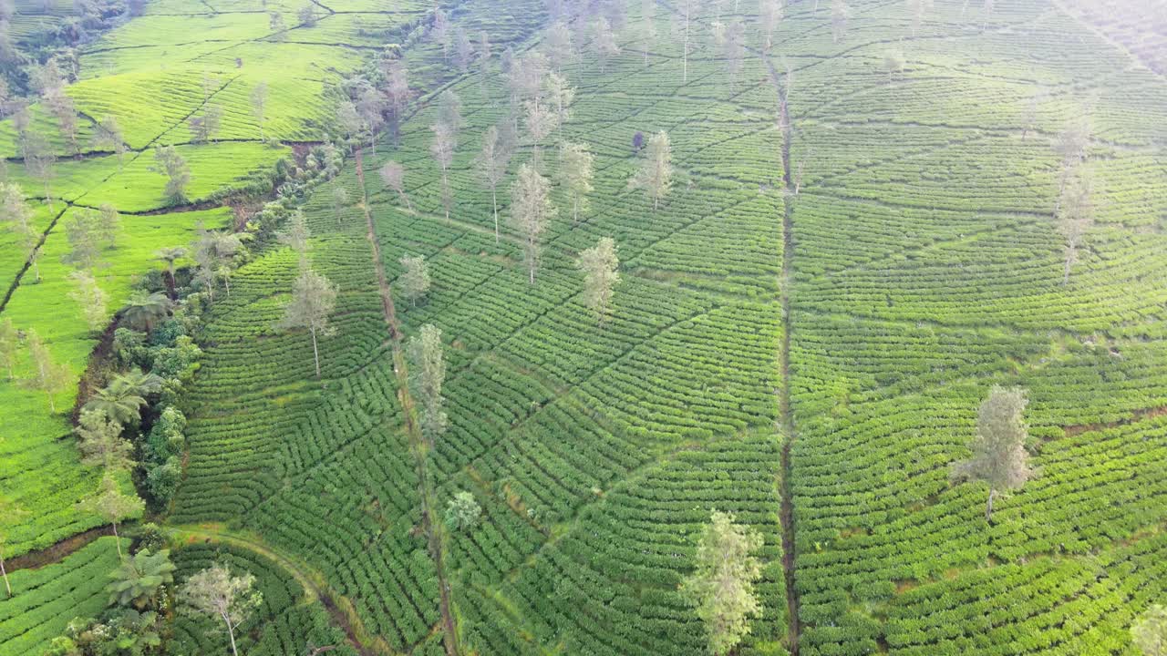 Ripresa aerea con drone di una piantagione di tè verde sul pendio di una montagna al mattino.