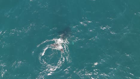 humpback whale calf appears on the ocean surface to breath and blows the water out of its blowhole spout. aerial top down bird eye shot.