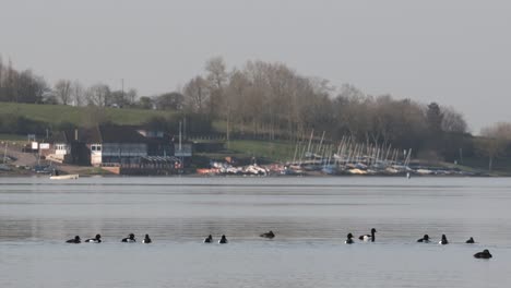 Reiherenten-Vögel-Draycote-Wasser-Warwickshire-Frühling-2021