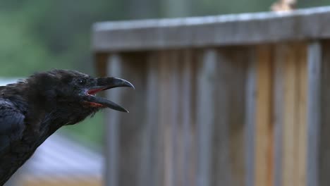 raven bird calls out, vocalizes from wooden fence in boreal forest