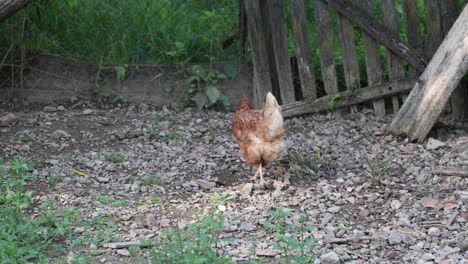 many red chickens on a summer day in the village