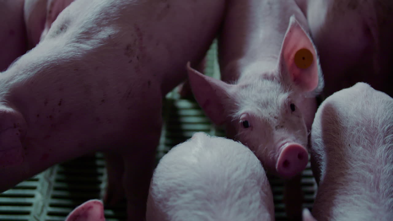 Group of pigs in a pen