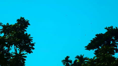 Silhouette-of-birds-flying-in-a-clear-blue-sky-with-trees-in-the-background