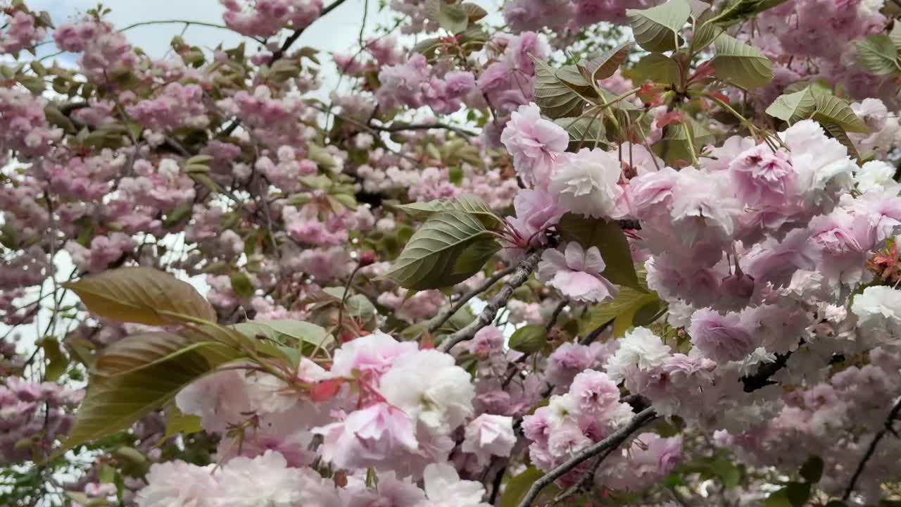 A close-up shot captures abundant pink and white cherry blossoms swaying gently on a tree branch against a soft background of more blooms