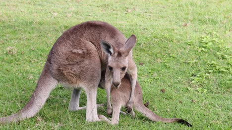 mother kangaroo nurturing her young joey