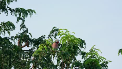 Looking-towards-the-camera-while-it-zooms-out,-Red-breasted-Parakeet-Psittacula-alexandri,-Thailand