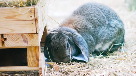 easter bunnies play, eat and rest in the paddock.