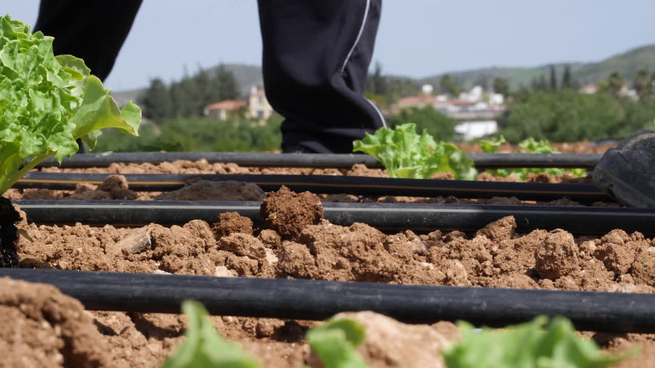 vista del suelo y los tubos de riego mientras los agricultores plantan plantas jóvenes de repollo napa