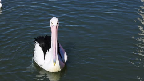 pelican and seagull swimming in water