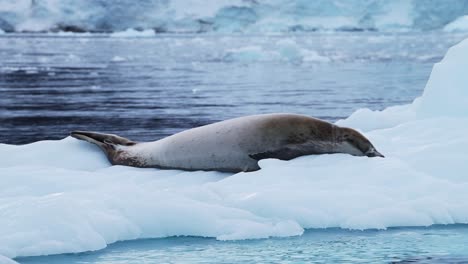 seal resting on an iceberg in antarctica