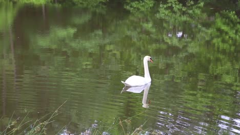 Schöne-Gans-Am-örtlichen-Teich