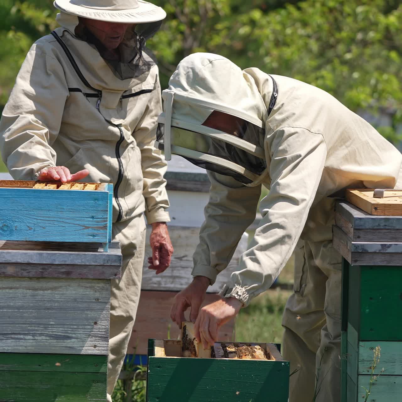 Un apicoltore in tenuta protettiva e cappello tiene in mano un’arnia coperta di api e piena di miele. L’uomo ripone l’arnia nell’alveare. Natura sfocata sullo sfondo