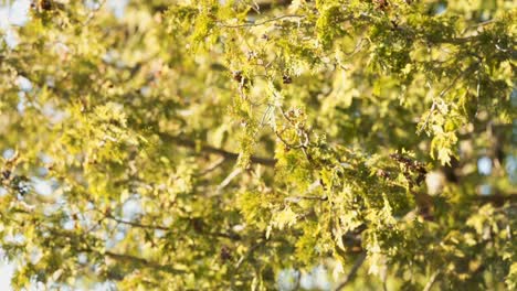 closeup of tree blowing in the wind, slow motion