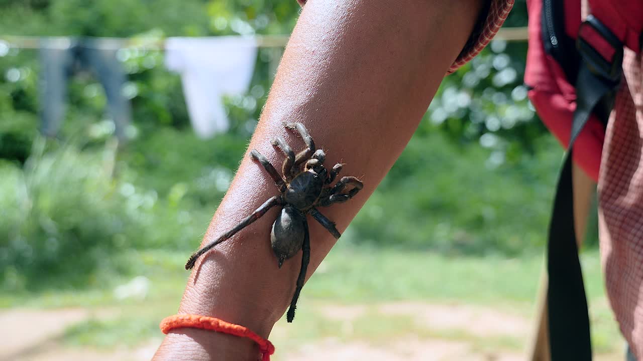 primer plano de una tarántula colgada en el antebrazo