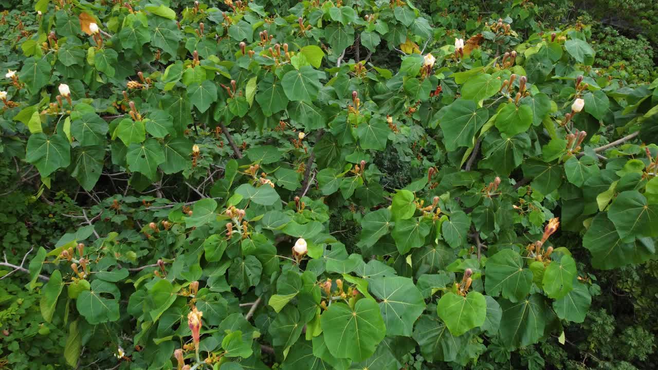 Pemandangan drone daun hijau pohon ara secara jarak dekat