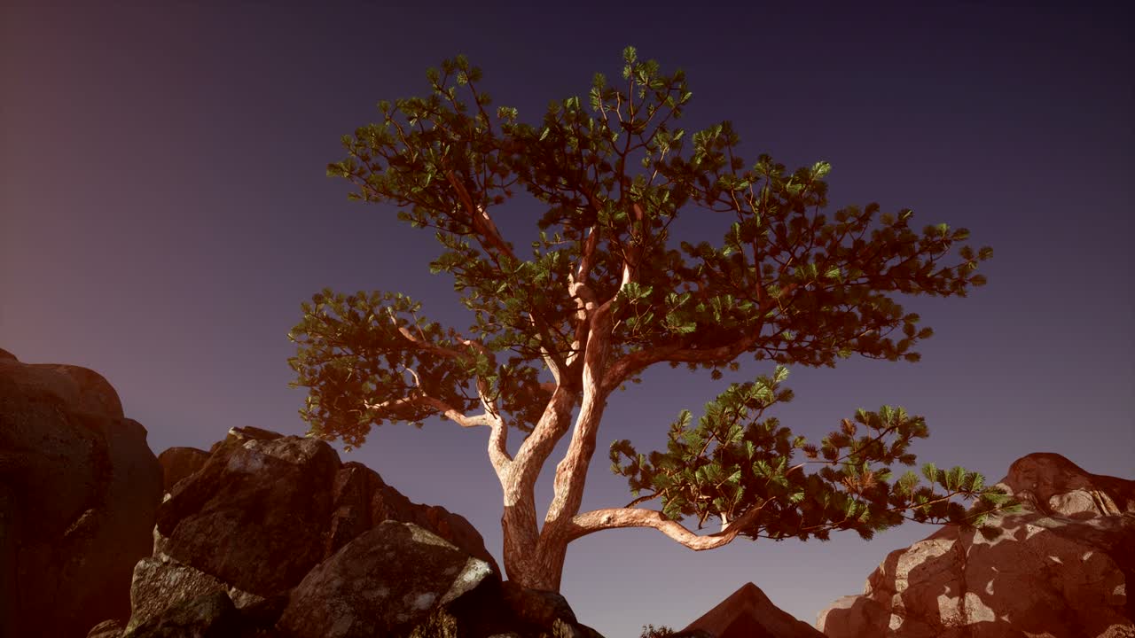 rayos de sol a través de los árboles