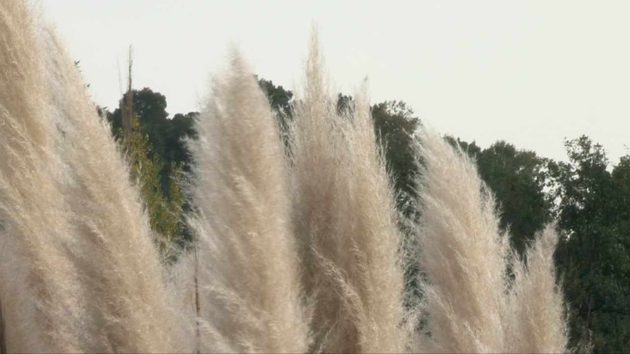 潘帕斯草 (pampas grass) 或cortaderia selloana,其白色和相当高的雌性羽毛与风一起移动
