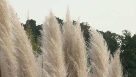 pampas grass or cortaderia selloana with its white and quite tall female plumes move with the wind