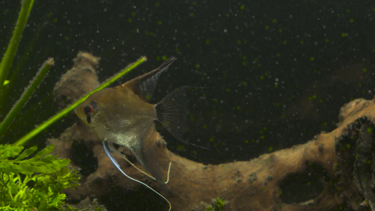 pez ángel en un acuario