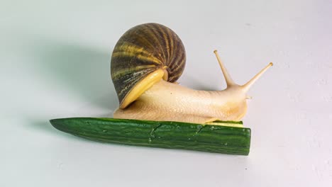 giant achatina eating a cucumber, time lapse on white background, 4k, informative and educational video