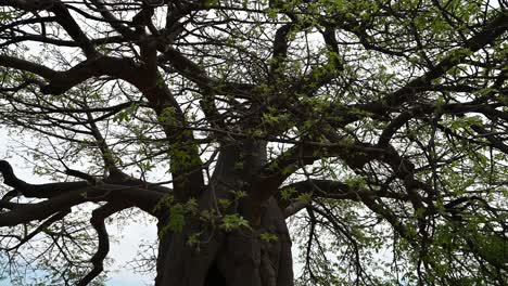 large baobab tree in zimbabwe in makushu village town center