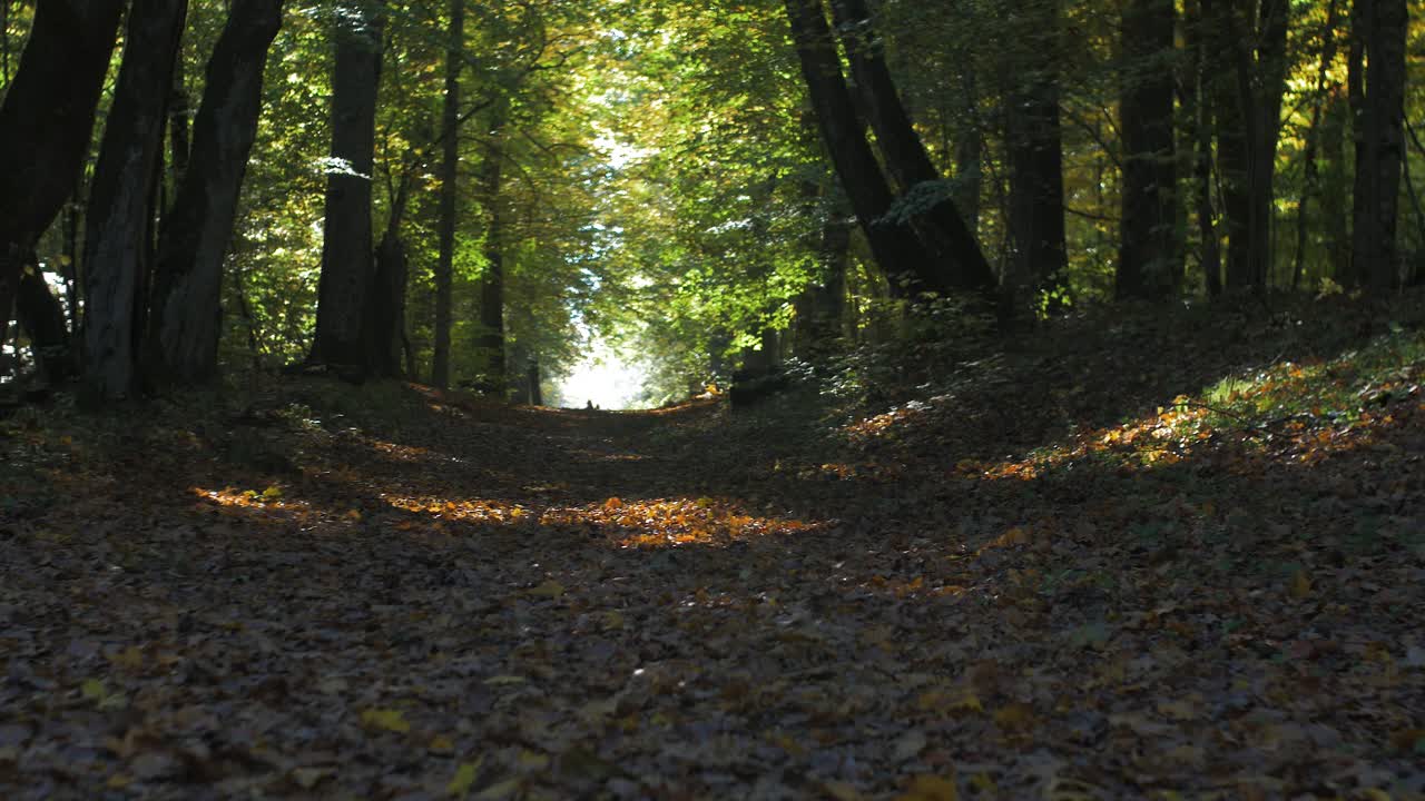 Sentiero nel bosco in una soleggiata giornata autunnale, inquadratura ampia.