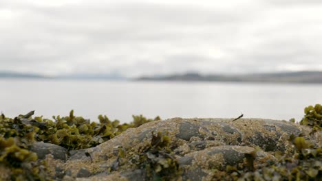 una toma panorámica de rocas cubiertas de percebes y algas en primer plano sobre un fondo de montañas escocesas y un lago marino