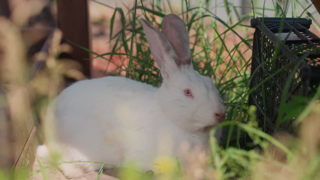 Calm Rabbit Grazing, Serene Bunny Nibbling On Fresh Garden Grass, Peaceful Rabbit Observed From Side With Focused Ear, Tranquil Creature Of Garden Happily Eating While Being Viewed From Side