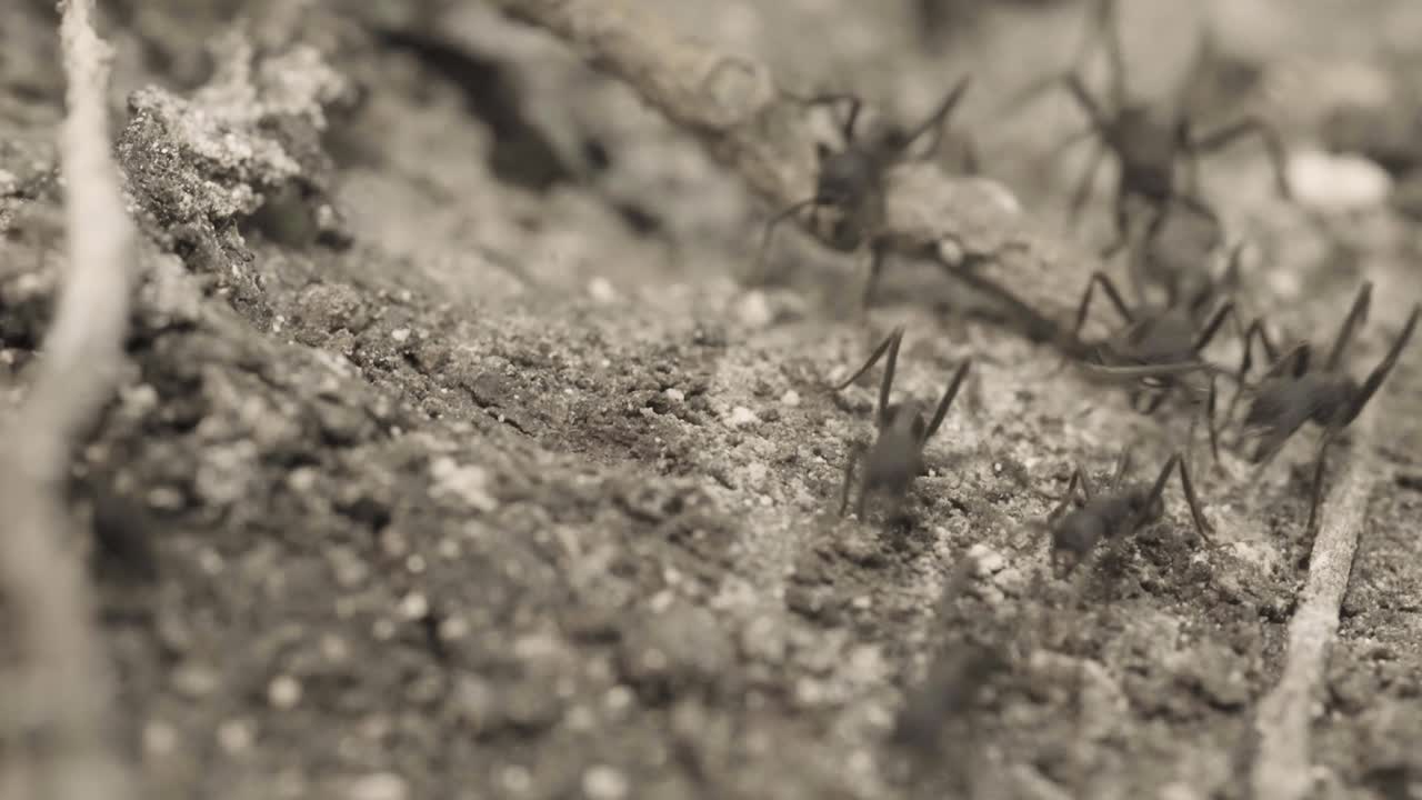 Ants on Ground
