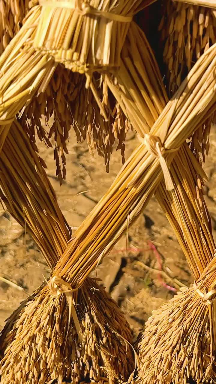 말린  줄기와  어리