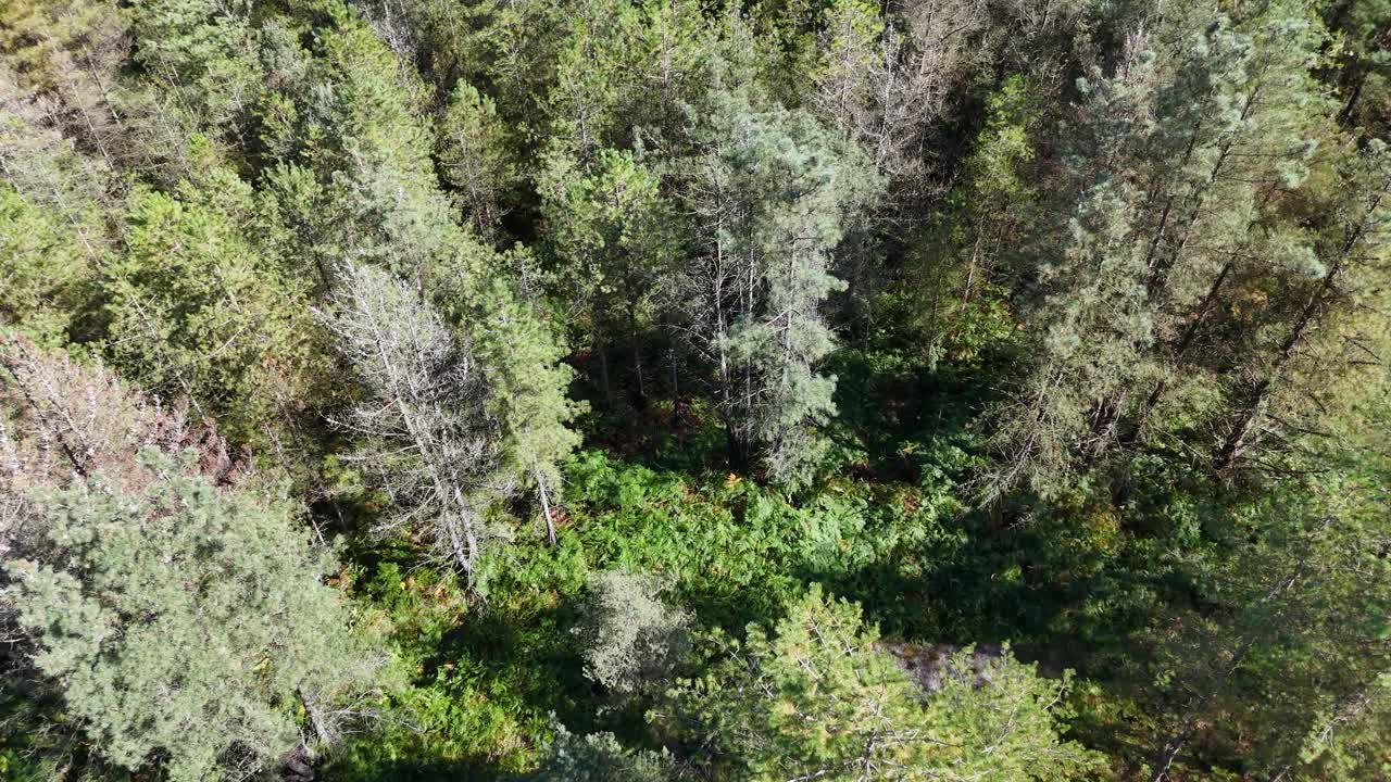 Overhead drone footage of treetops of fir forest in bright sunshine with views of dappled sunlight on forest floor and in clearings on sunny late Summer day