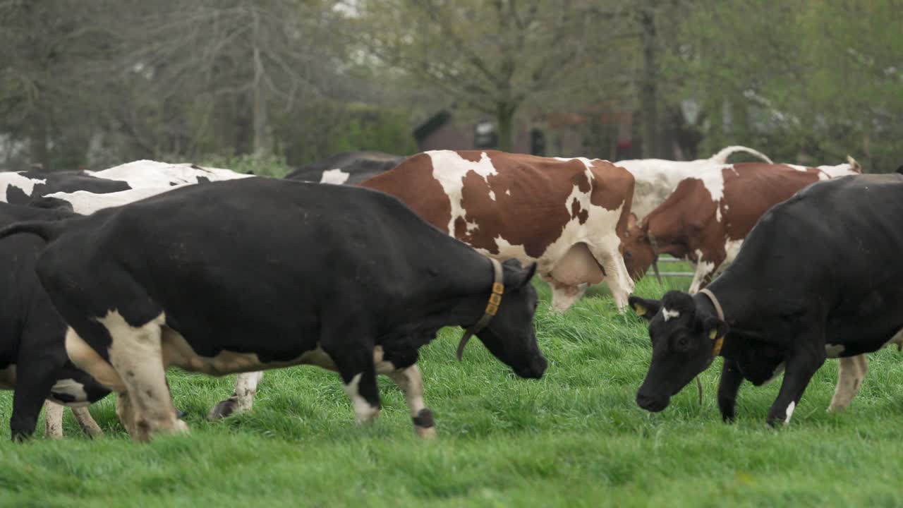 Mucche felici si godono il prato primaverile per la prima volta, vista al rallentatore