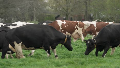 happy cows enjoy spring meadow for the first time, slow motion view