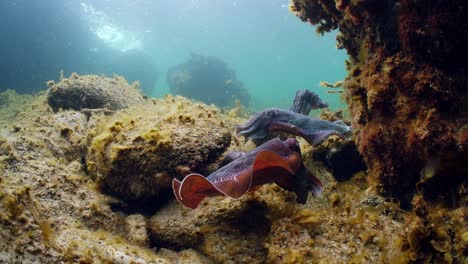 澳大利亞巨型海<unk> (sepia apama) 遷徙 whyalla 南澳大利亞 4k 慢動作,交配,產卵,鬥爭,聚合,水下