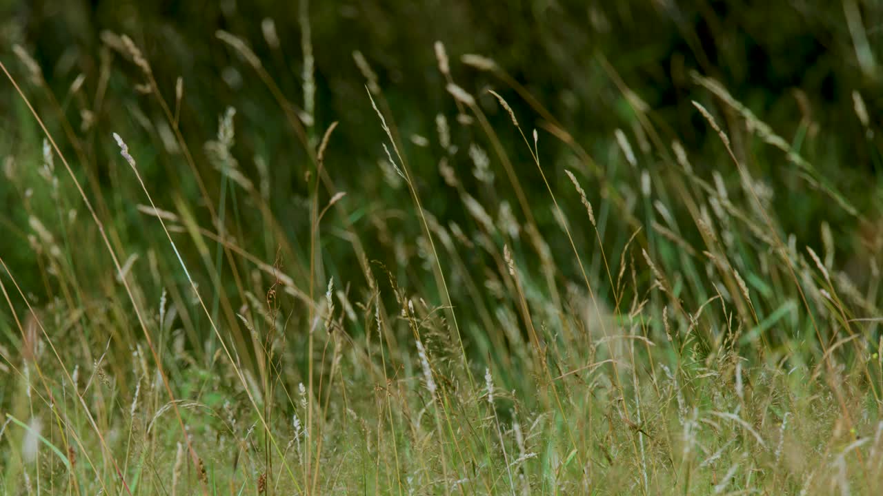 Tall wild grasses gently sway in natural daylight, captured with a steady, wide shot perspective