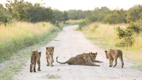 wide shot of five lion cubs relaxing in the road, greater kruger