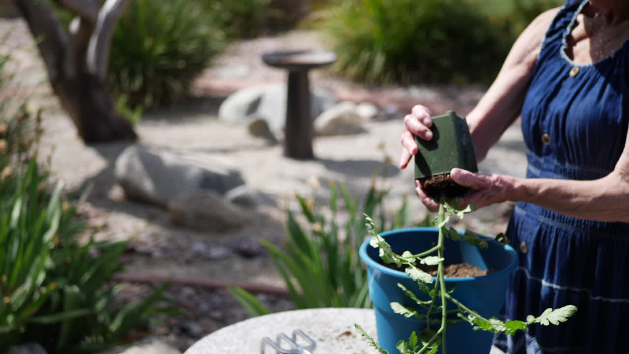 Close up of a woman gardener using her hands to plant a tomato in a bigger pot for her vegetable garden in slow motion