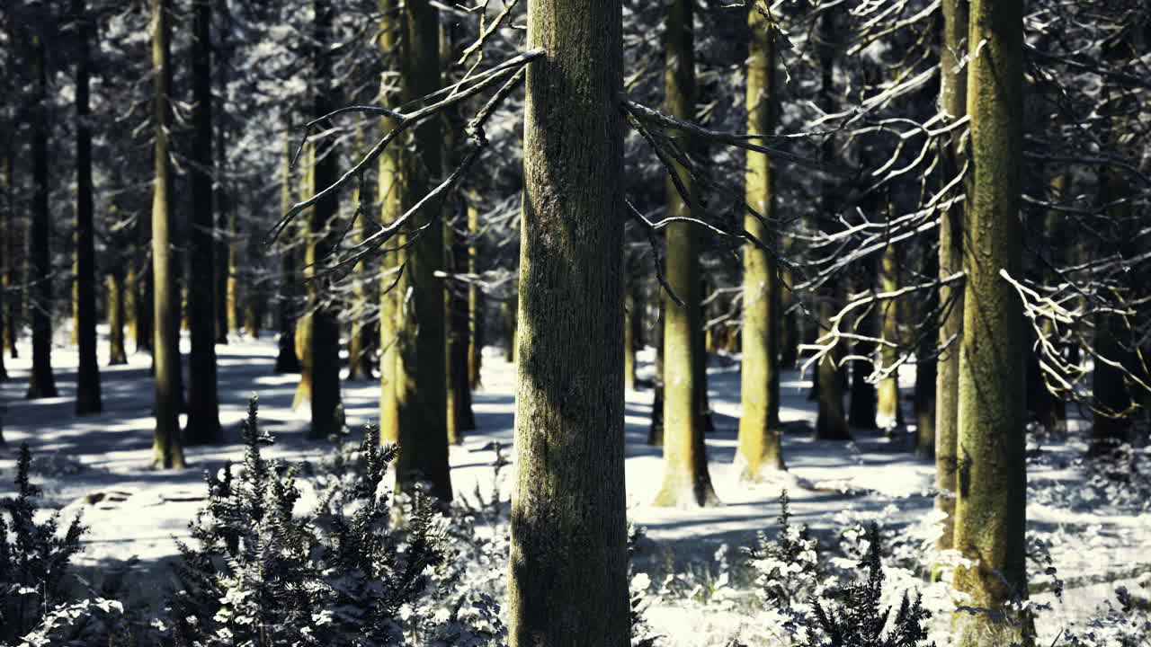 A tranquil winter forest reveals tall snow covered trees standing majestically