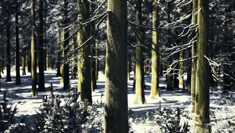 a tranquil winter forest reveals tall snow covered trees standing majestically