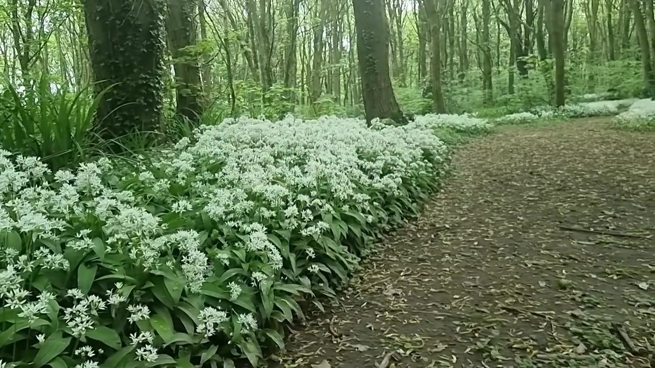 Fiori di aglio bianchi e aromatici ricoprono un lussureggiante sentiero boschivo alla luce del mattino, ripresa bassa con carrello