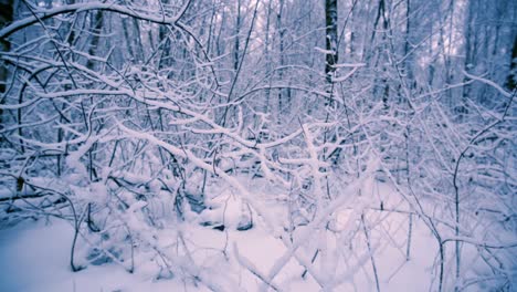 Verschneite-Zweige-Im-Wald.