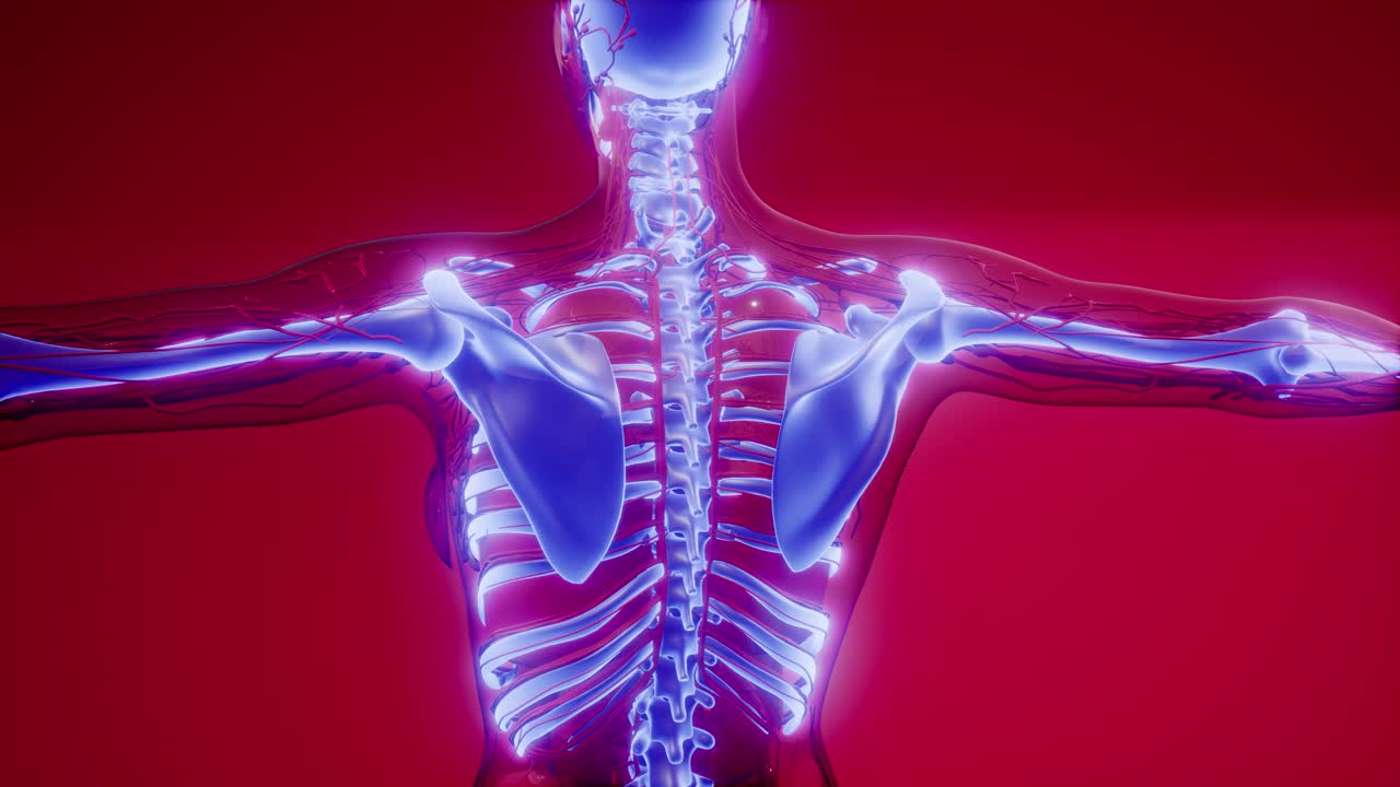 cuerpo humano transparente con huesos visibles