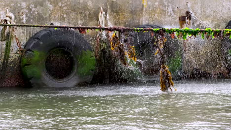 drops drip down docking line overgrown with seaweed at harbor pulled taut, slomo