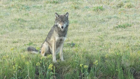grey wolf in yellowstone national park sitting near riverbank